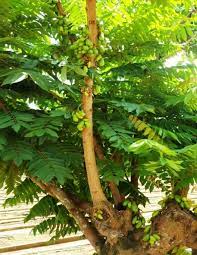 Averrhoa bilimbi (Bilimbi Tree)